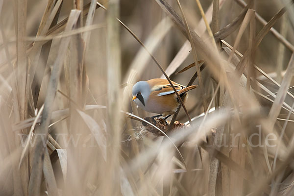 Bartmeise (Panurus biarmicus)