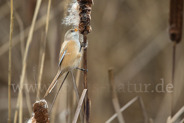 Bartmeise (Panurus biarmicus)