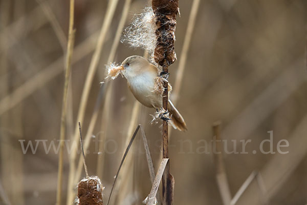 Bartmeise (Panurus biarmicus)