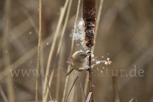 Bartmeise (Panurus biarmicus)