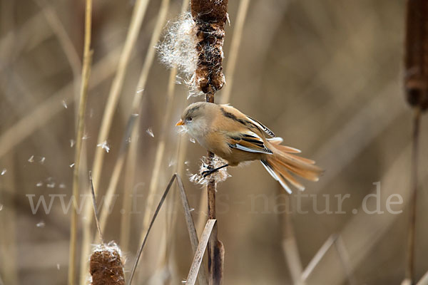 Bartmeise (Panurus biarmicus)