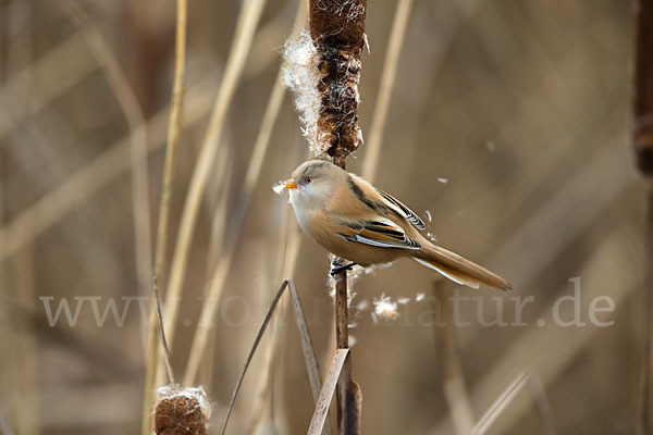 Bartmeise (Panurus biarmicus)