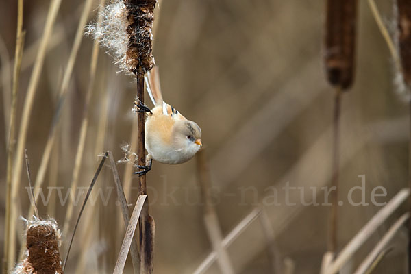 Bartmeise (Panurus biarmicus)