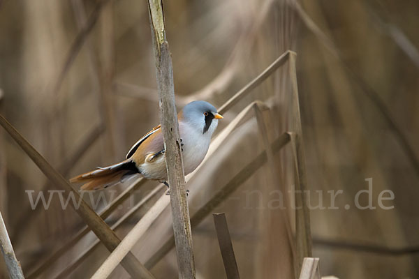 Bartmeise (Panurus biarmicus)