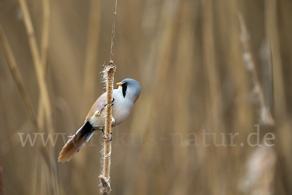 Bartmeise (Panurus biarmicus)