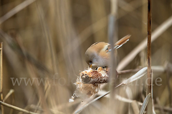 Bartmeise (Panurus biarmicus)