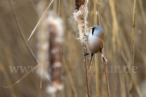 Bartmeise (Panurus biarmicus)