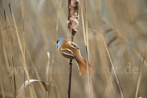 Bartmeise (Panurus biarmicus)