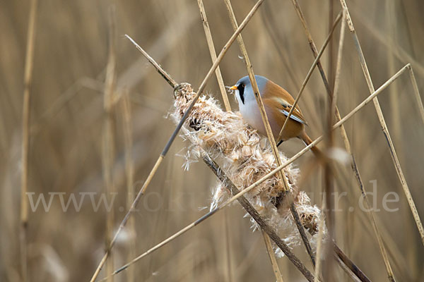 Bartmeise (Panurus biarmicus)