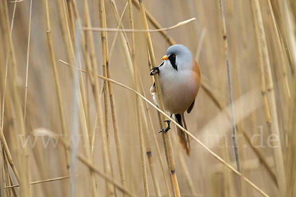 Bartmeise (Panurus biarmicus)