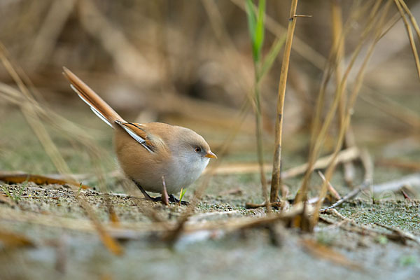 Bartmeise (Panurus biarmicus)