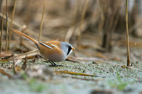 Bartmeise (Panurus biarmicus)