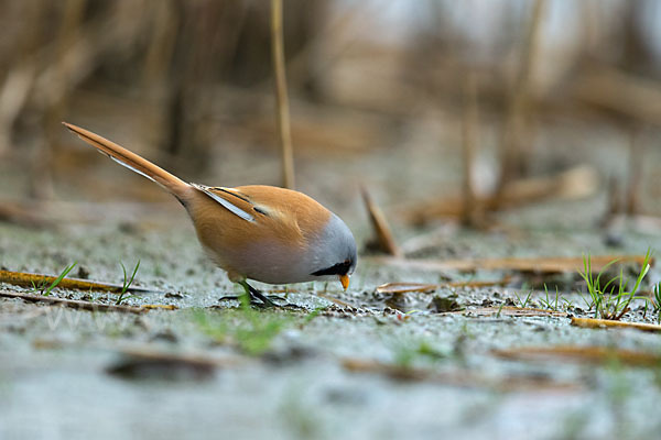 Bartmeise (Panurus biarmicus)