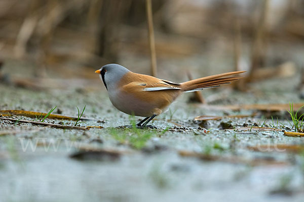 Bartmeise (Panurus biarmicus)