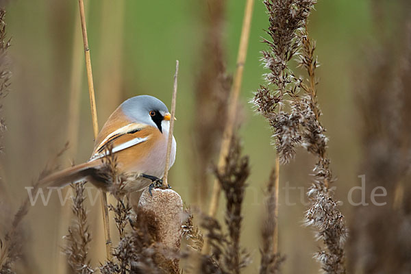 Bartmeise (Panurus biarmicus)