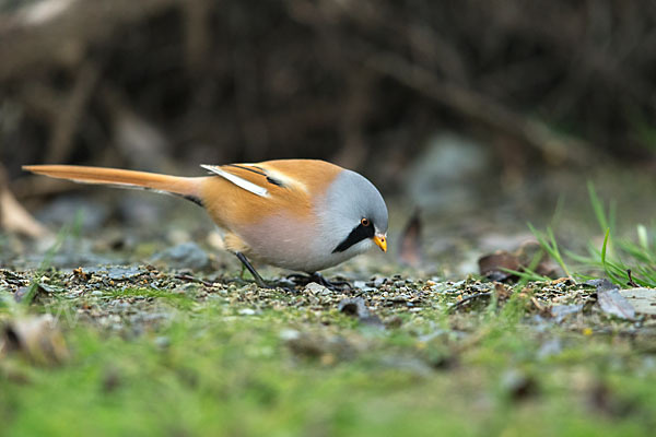 Bartmeise (Panurus biarmicus)