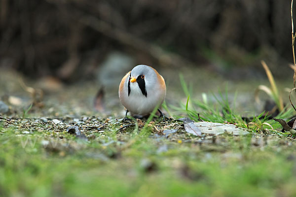 Bartmeise (Panurus biarmicus)