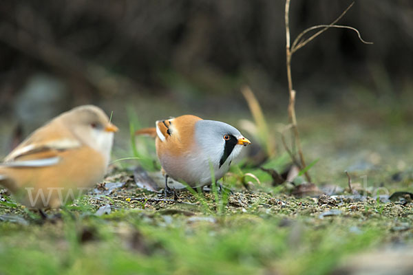 Bartmeise (Panurus biarmicus)