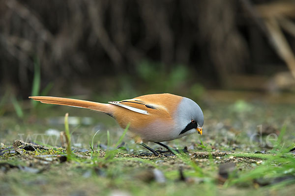 Bartmeise (Panurus biarmicus)