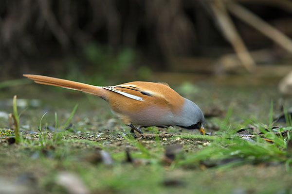 Bartmeise (Panurus biarmicus)