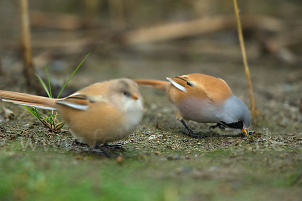 Bartmeise (Panurus biarmicus)