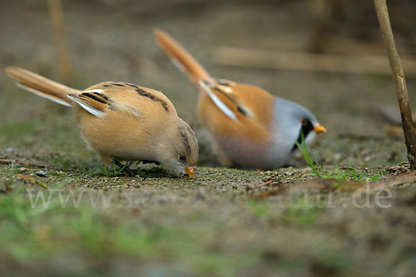 Bartmeise (Panurus biarmicus)