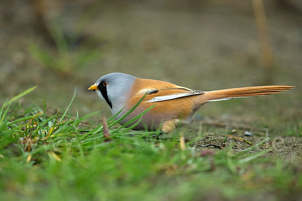 Bartmeise (Panurus biarmicus)