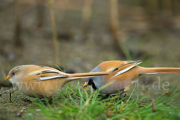 Bartmeise (Panurus biarmicus)