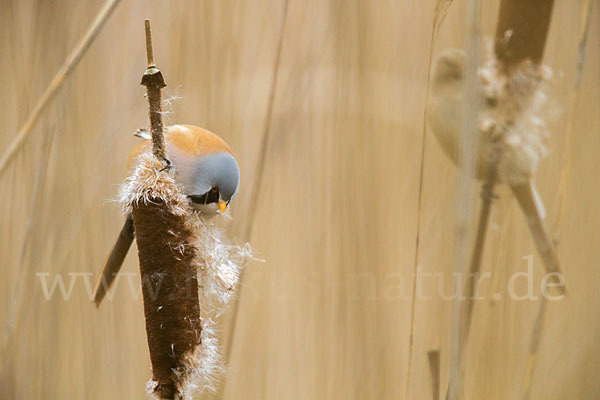 Bartmeise (Panurus biarmicus)