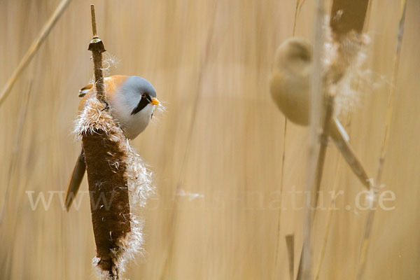 Bartmeise (Panurus biarmicus)