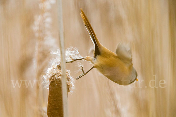 Bartmeise (Panurus biarmicus)