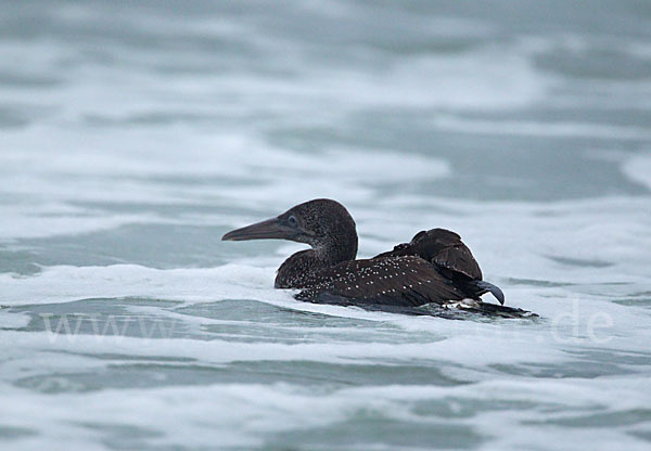 Basstölpel (Morus bassanus)