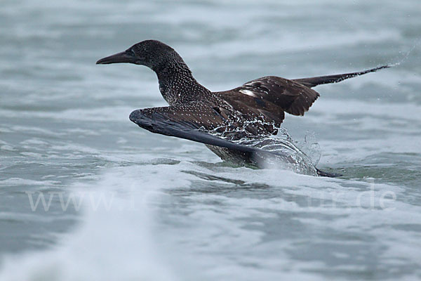 Basstölpel (Morus bassanus)