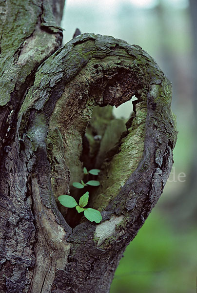 Baum, bäume (tree)