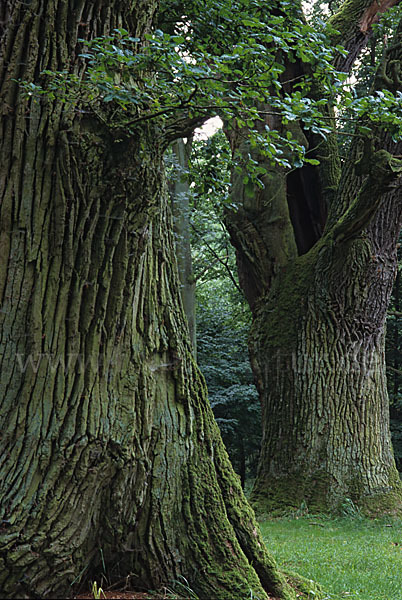 Baum, bäume (tree)