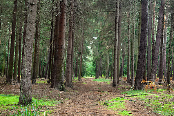 Baum, bäume (tree)