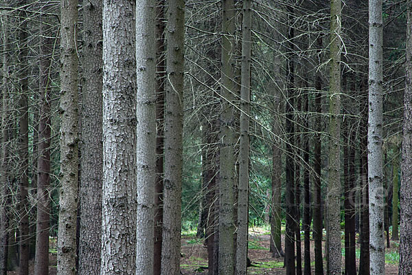 Baum, bäume (tree)