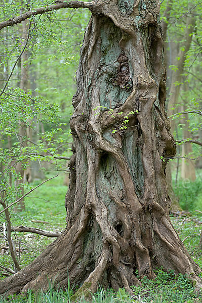 Baum, bäume (tree)