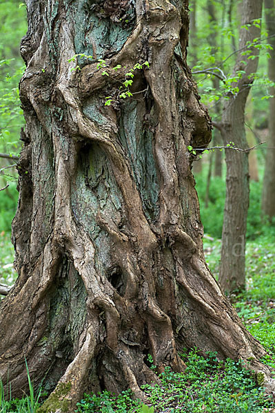 Baum, bäume (tree)