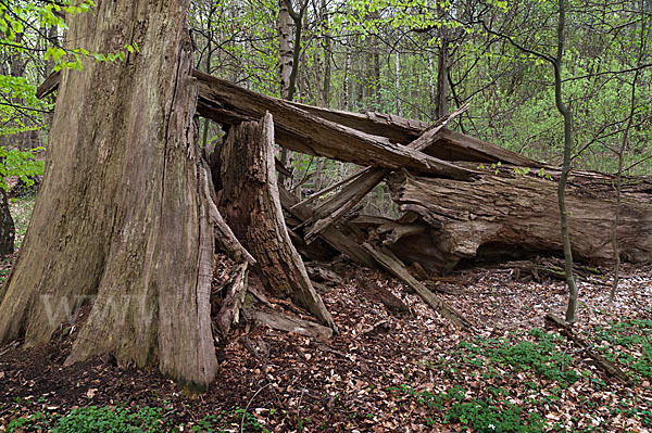 Baum, bäume (tree)