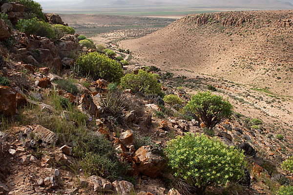 Baum-Wolfsmilch (Euphorbia dendroides)