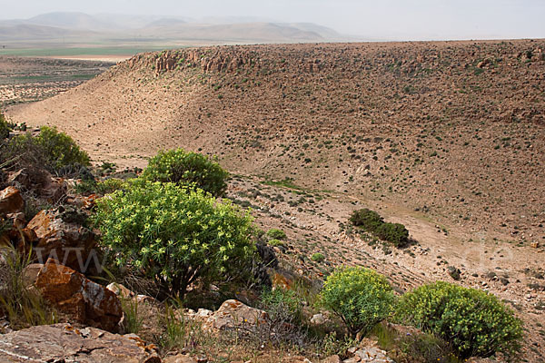 Baum-Wolfsmilch (Euphorbia dendroides)