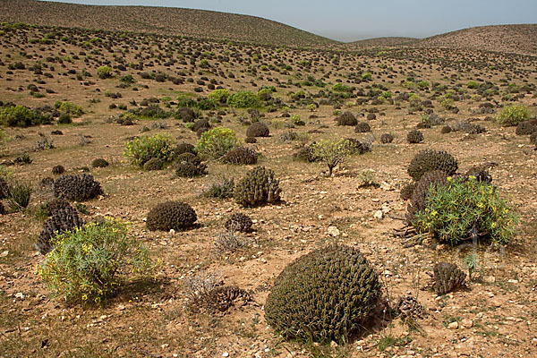 Baum-Wolfsmilch (Euphorbia dendroides)