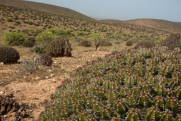 Baum-Wolfsmilch (Euphorbia dendroides)