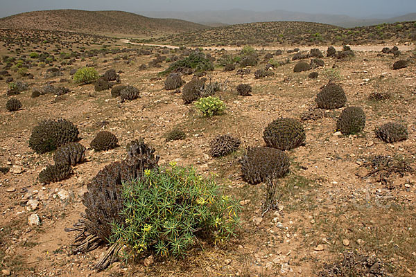 Baum-Wolfsmilch (Euphorbia dendroides)