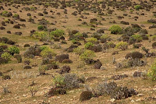 Baum-Wolfsmilch (Euphorbia dendroides)