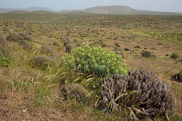 Baum-Wolfsmilch (Euphorbia dendroides)