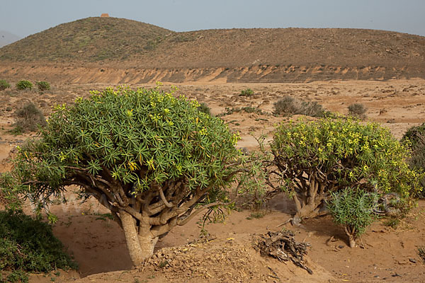 Baum-Wolfsmilch (Euphorbia dendroides)