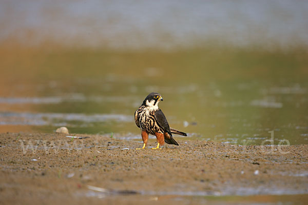 Baumfalke (Falco subbuteo)