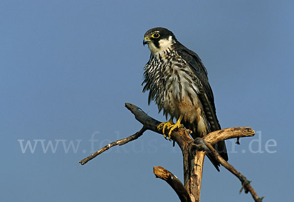 Baumfalke (Falco subbuteo)